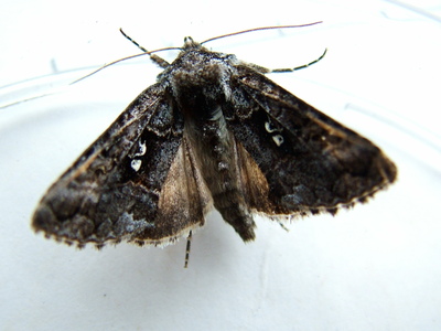 Scarce Silver Y
